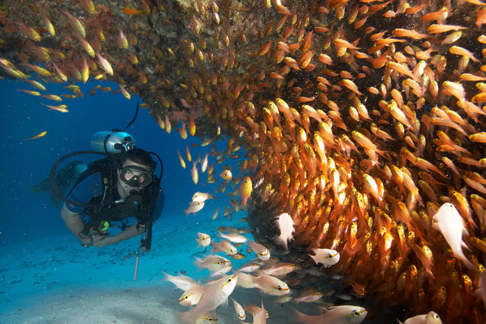 Wildlife and Marine Life on Zanzibar