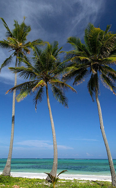 Mobile Banner2